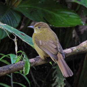 Cachar Bulbul