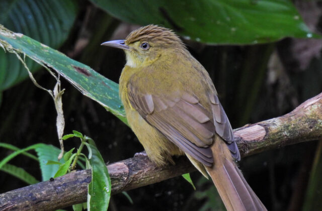 Cachar Bulbul
