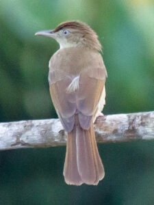 Charlotte’s Bulbul