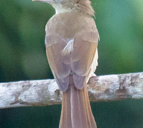 Charlotte’s Bulbul