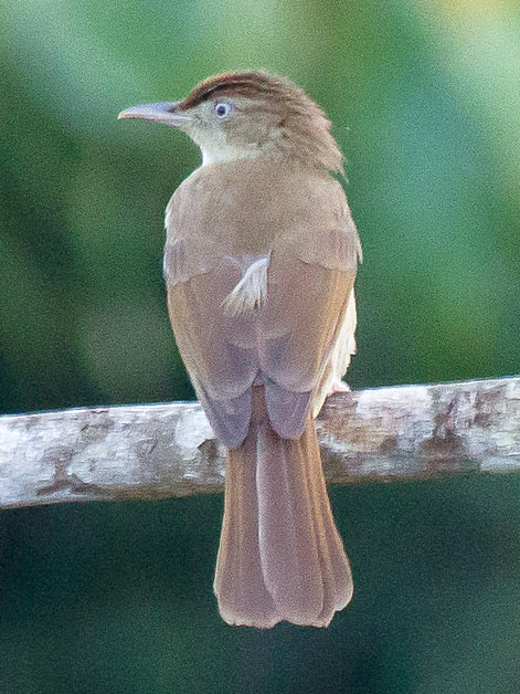 Charlotte’s Bulbul