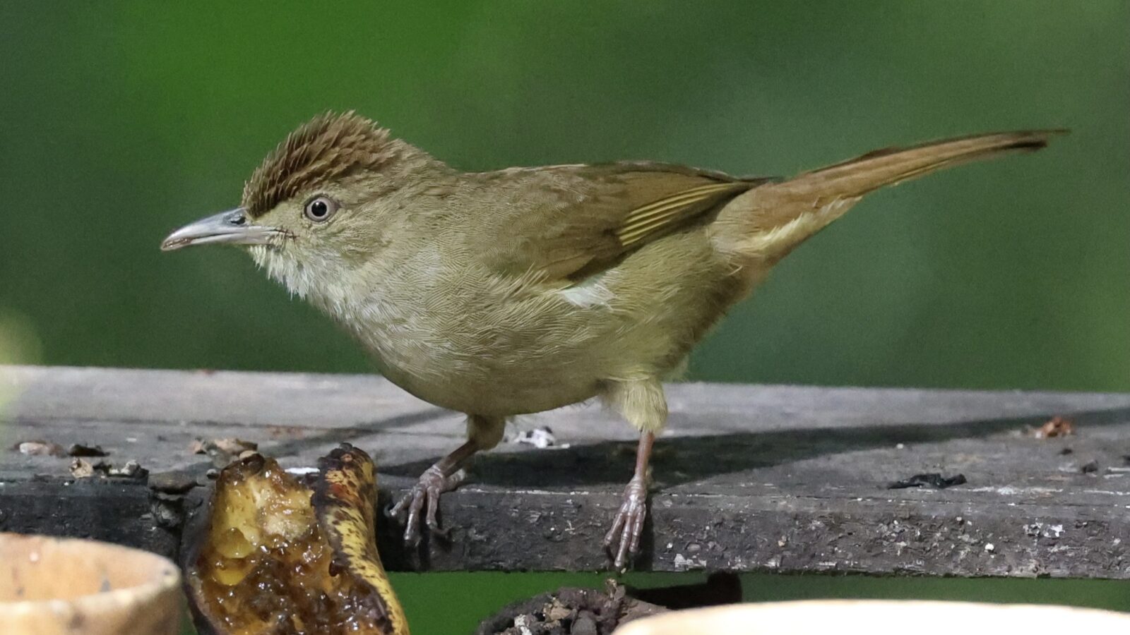Buff-vented Bulbul