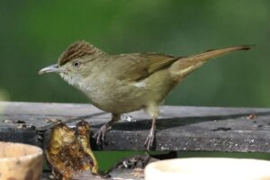 Buff-vented Bulbul