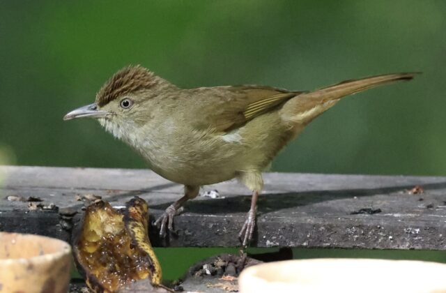 Buff-vented Bulbul