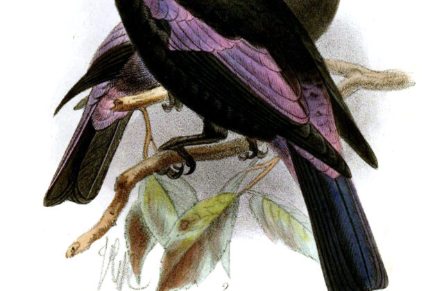 Philippine Fairy-bluebird