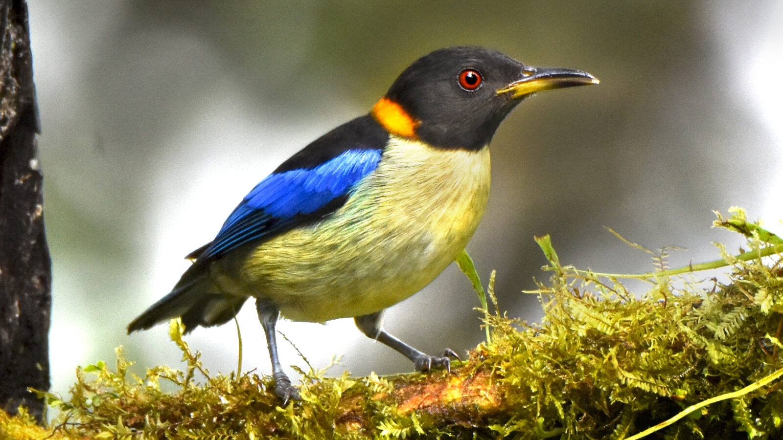 Golden-collared Honeycreeper