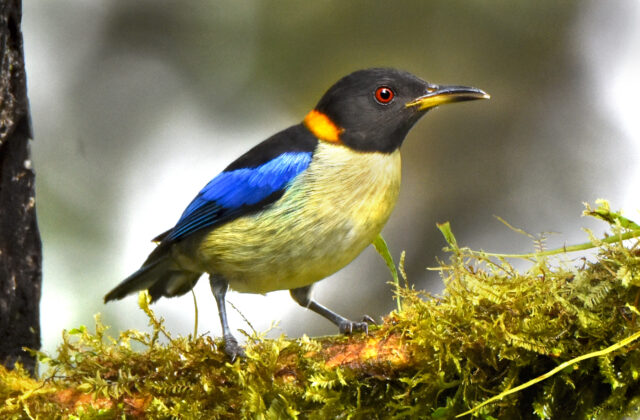 Golden-collared Honeycreeper