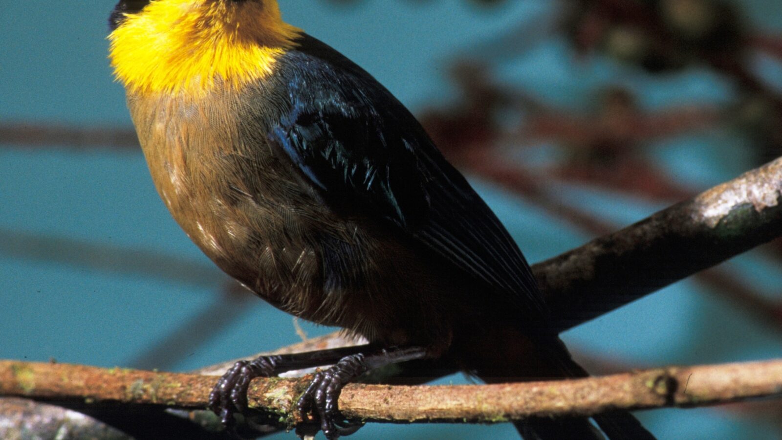 Yellow-throated Tanager