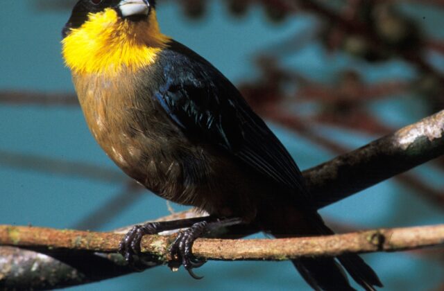 Yellow-throated Tanager