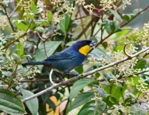 Purplish-mantled Tanager