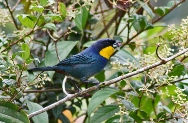 Purplish-mantled Tanager