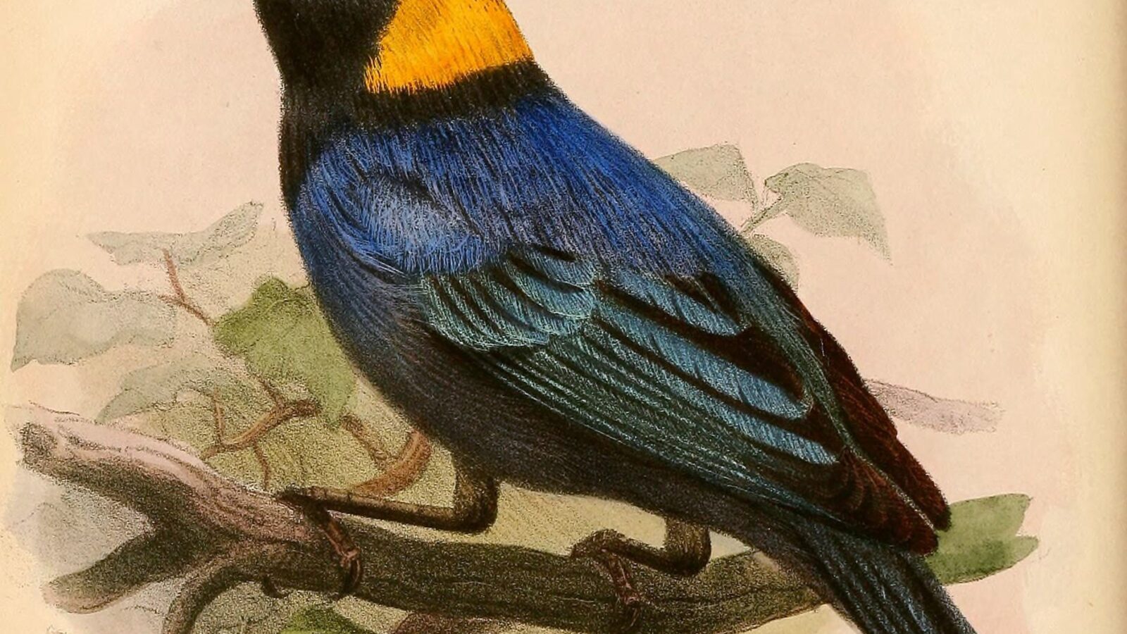 Yellow-scarfed Tanager