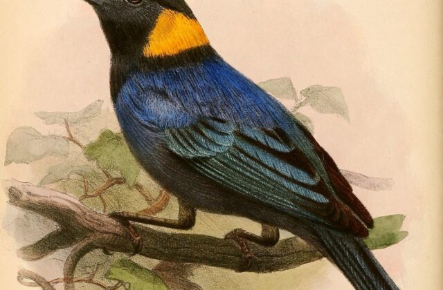 Yellow-scarfed Tanager