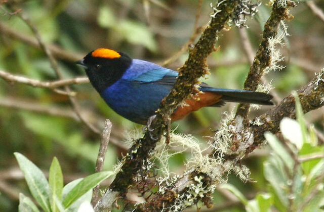 Golden-crowned Tanager