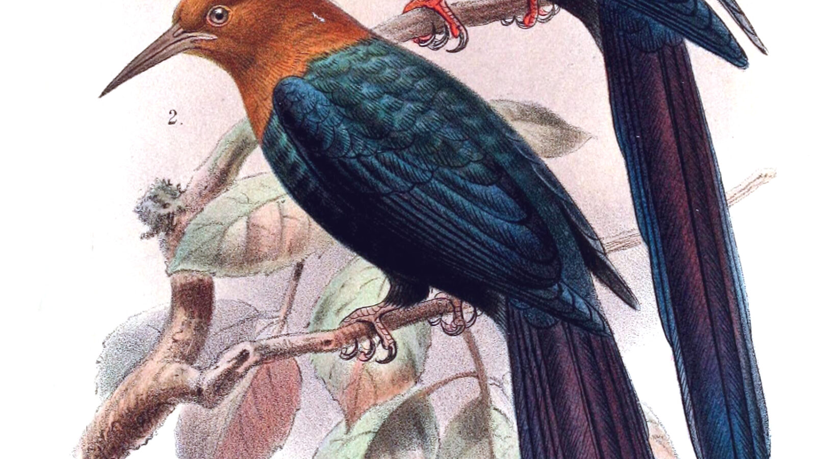 Forest Wood Hoopoe