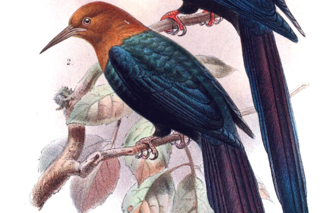 Forest Wood Hoopoe