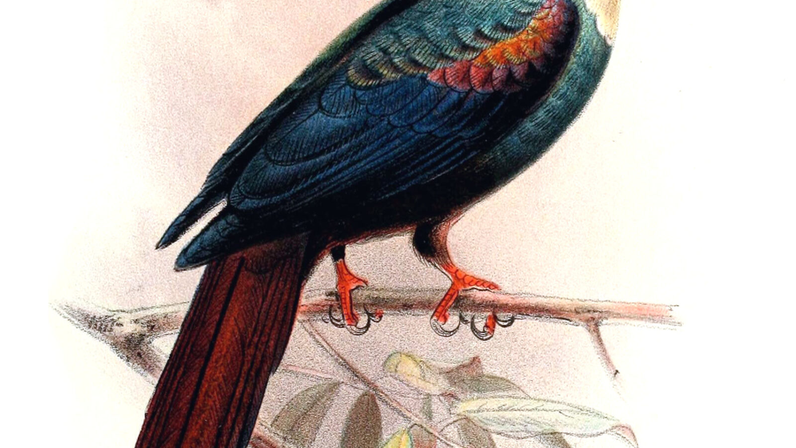 White-headed Wood Hoopoe
