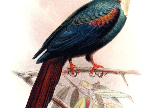 White-headed Wood Hoopoe