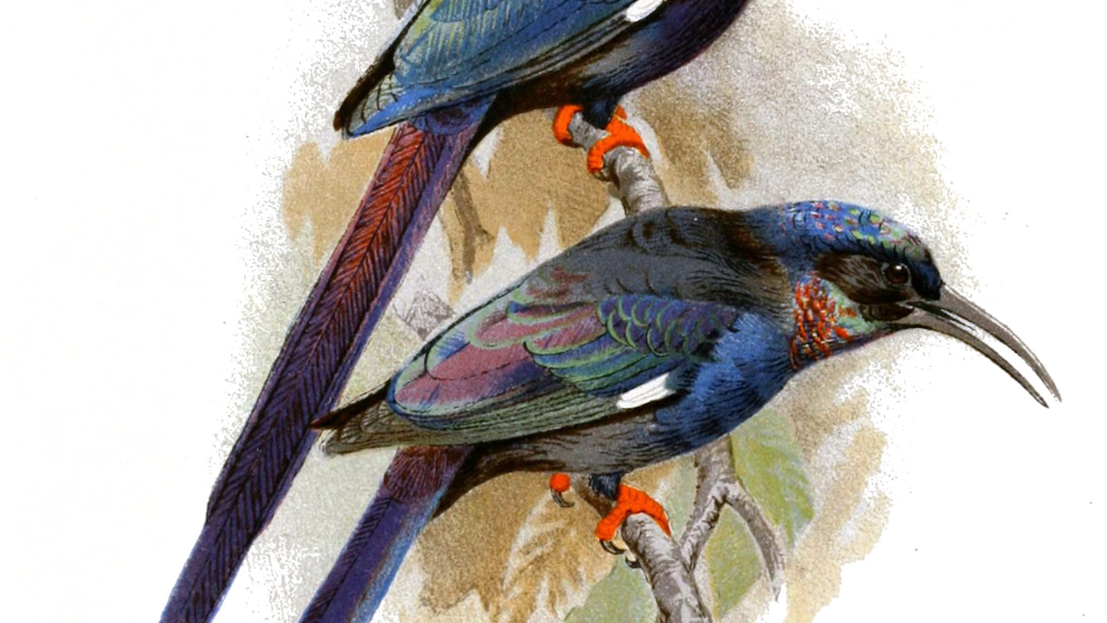 Violet Wood Hoopoe