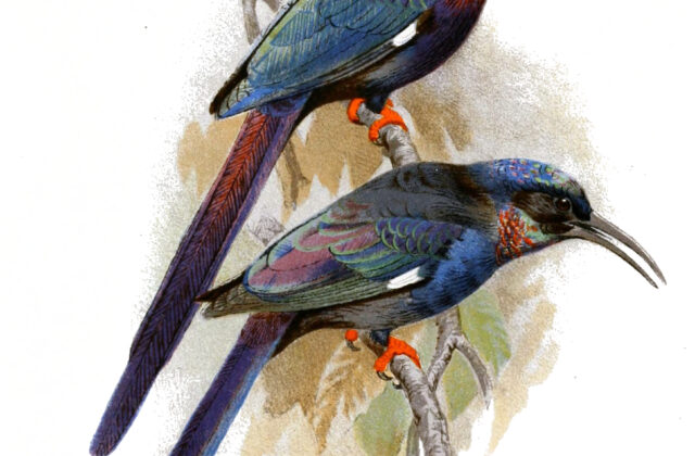 Black-billed Wood Hoopoe