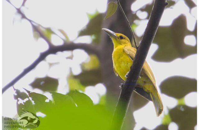 Isabela Oriole