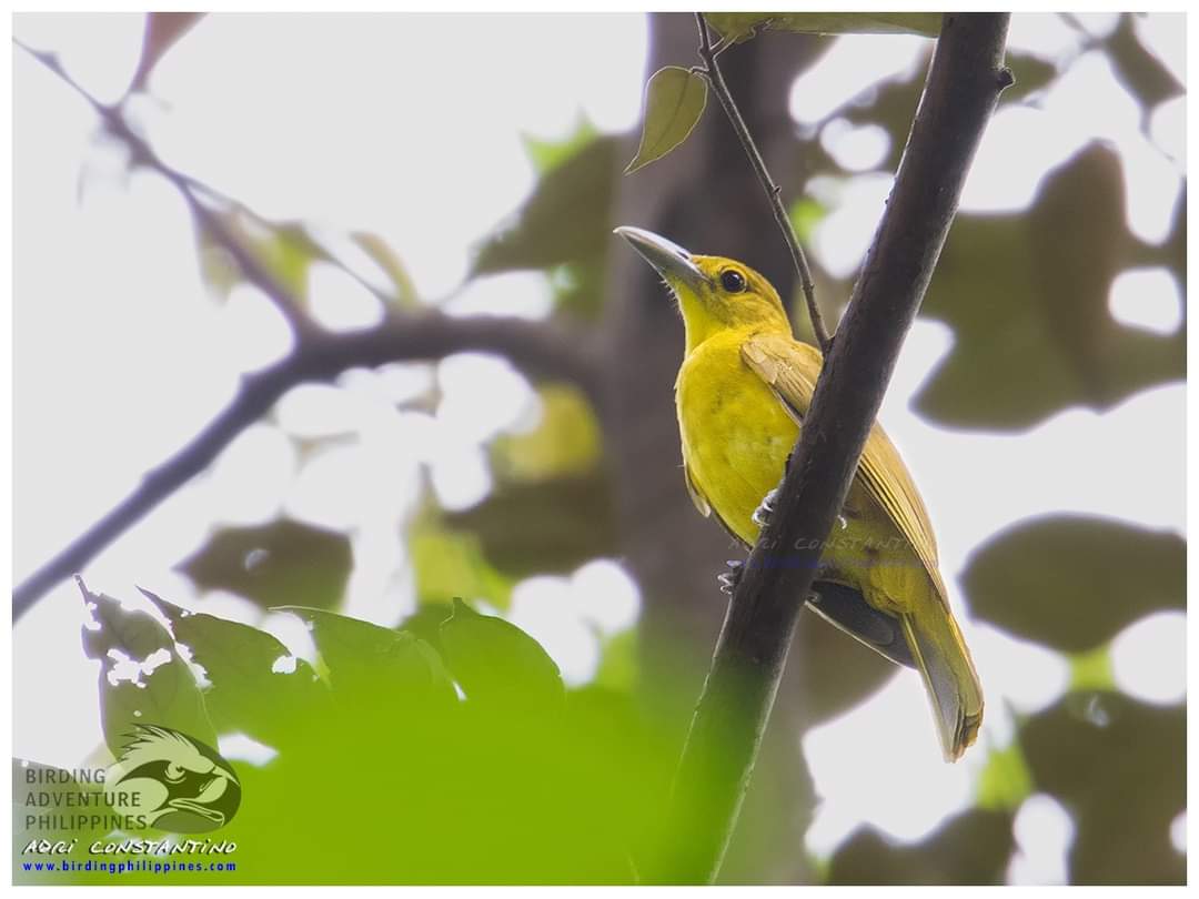 Isabela Oriole
