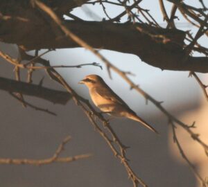 Red-tailed Shrike