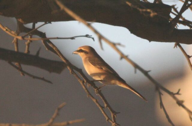 Red-tailed Shrike