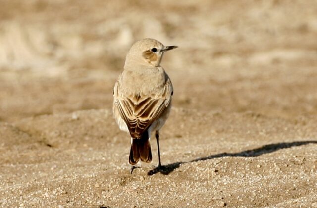 Isabelline Wheatear