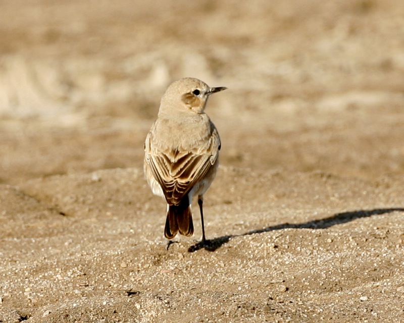 Isabelline Wheatear