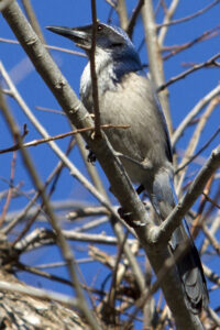 Island Scrub Jay