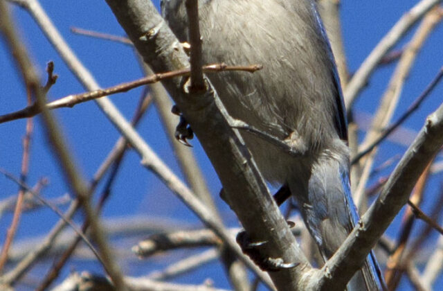 Island Scrub Jay