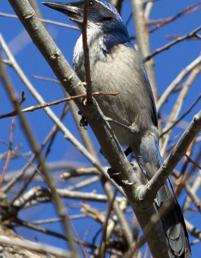 Island Scrub Jay