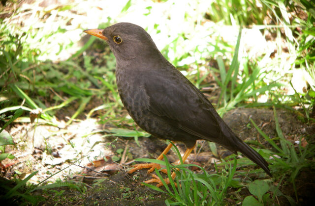 Tasman Sea Island Thrush