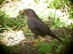 Papuan Island Thrush