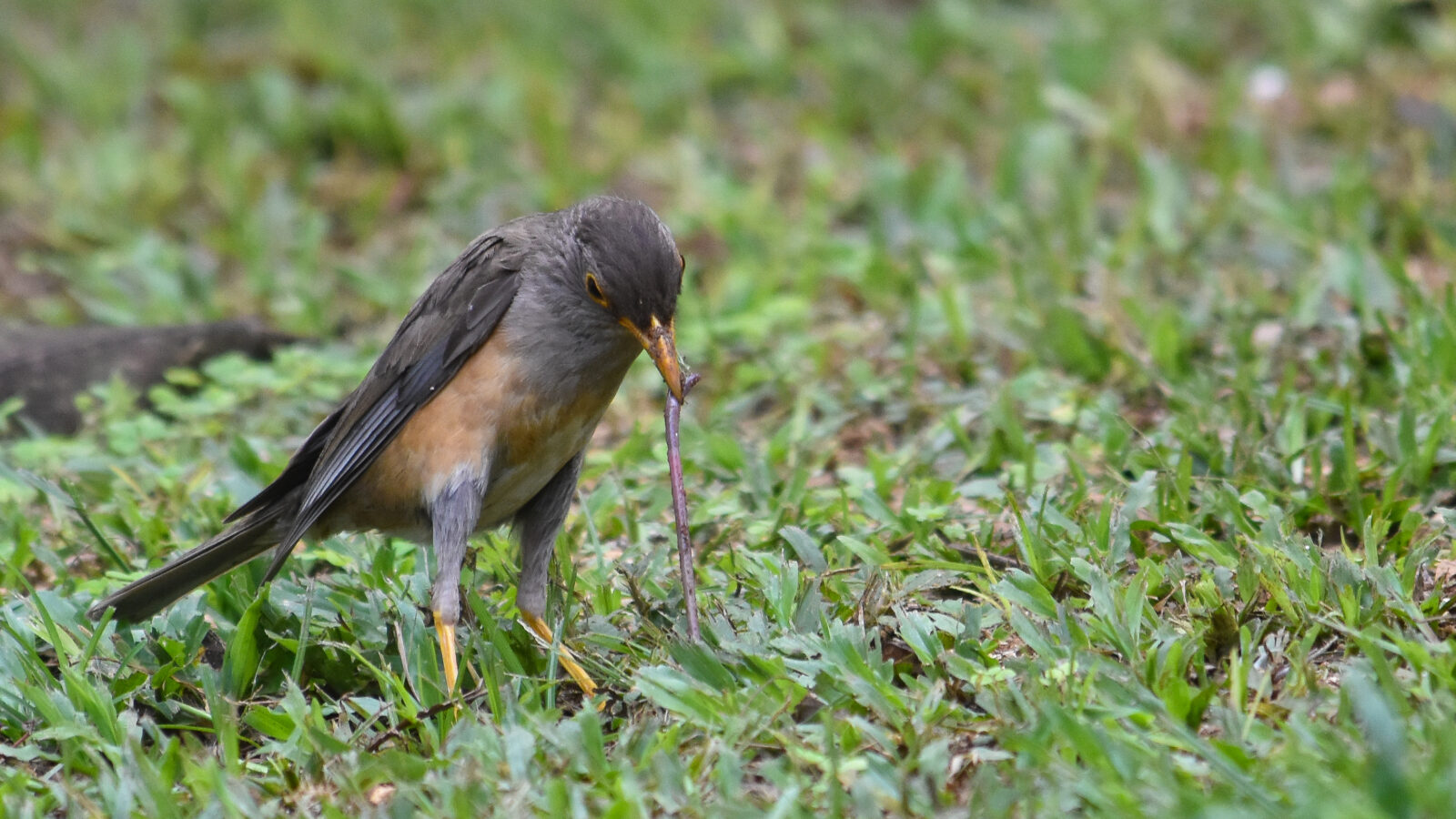 Christmas Island Thrush