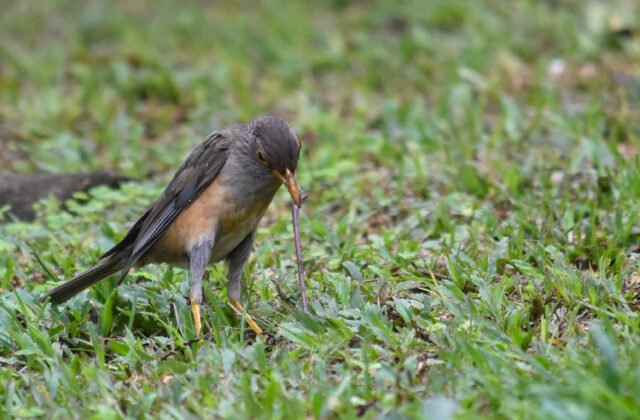 Christmas Island Thrush