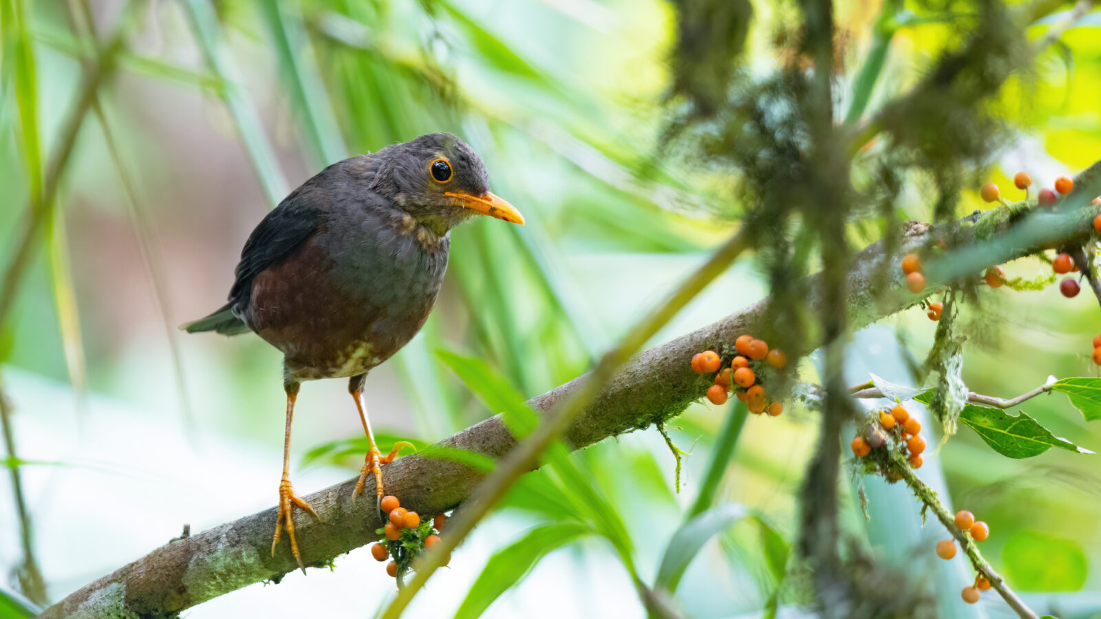 Fiji Island Thrush