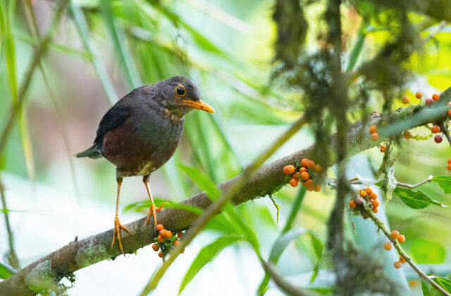 Fiji Island Thrush