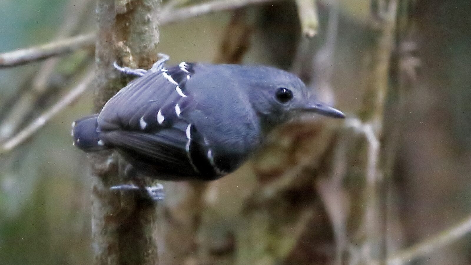 Plain-throated Antwren