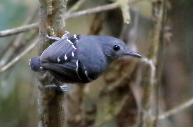 Plain-throated Antwren