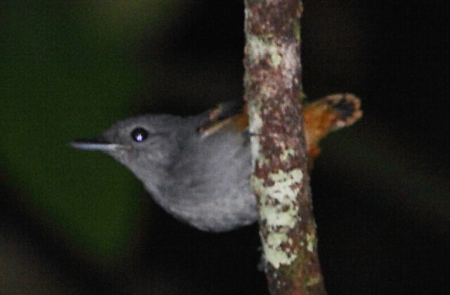Rufous-bellied Antwren