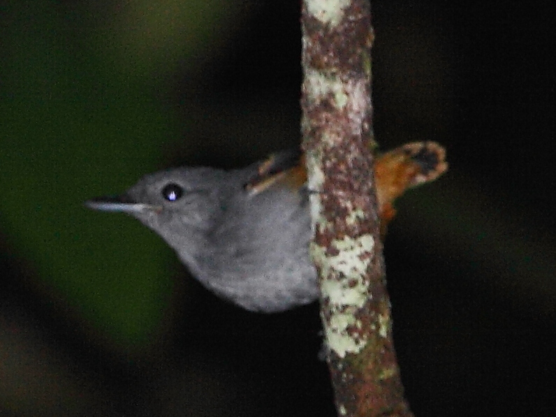 Rufous-bellied Antwren