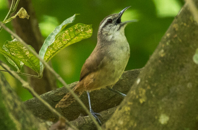 Isthmian Wren