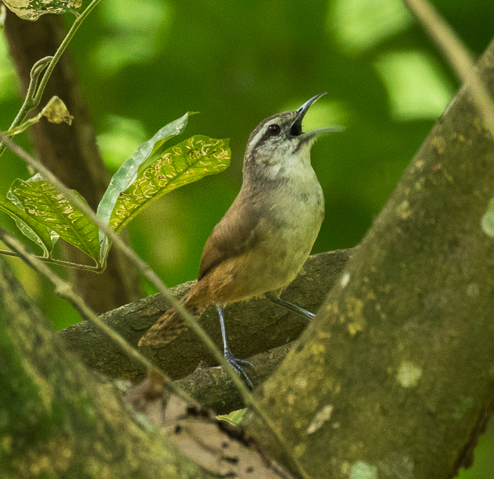 Isthmian Wren