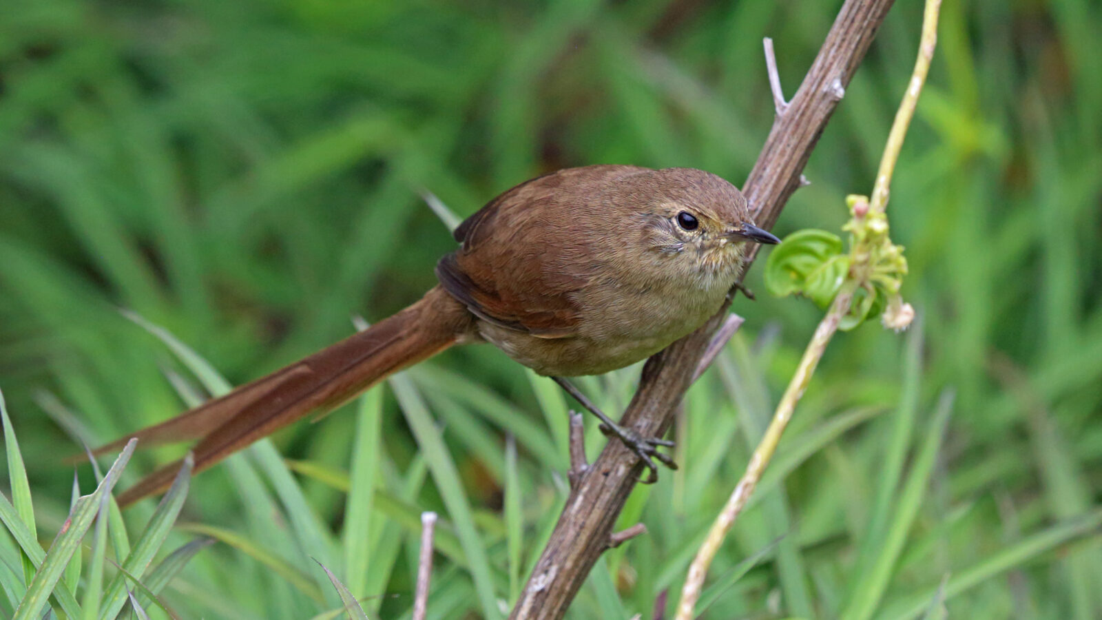 Itatiaia Spinetail