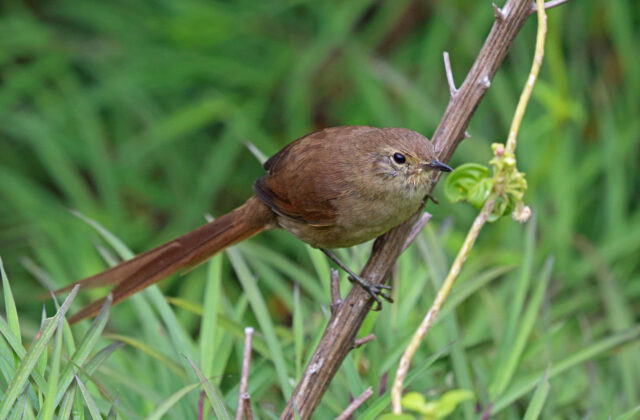 Itatiaia Spinetail