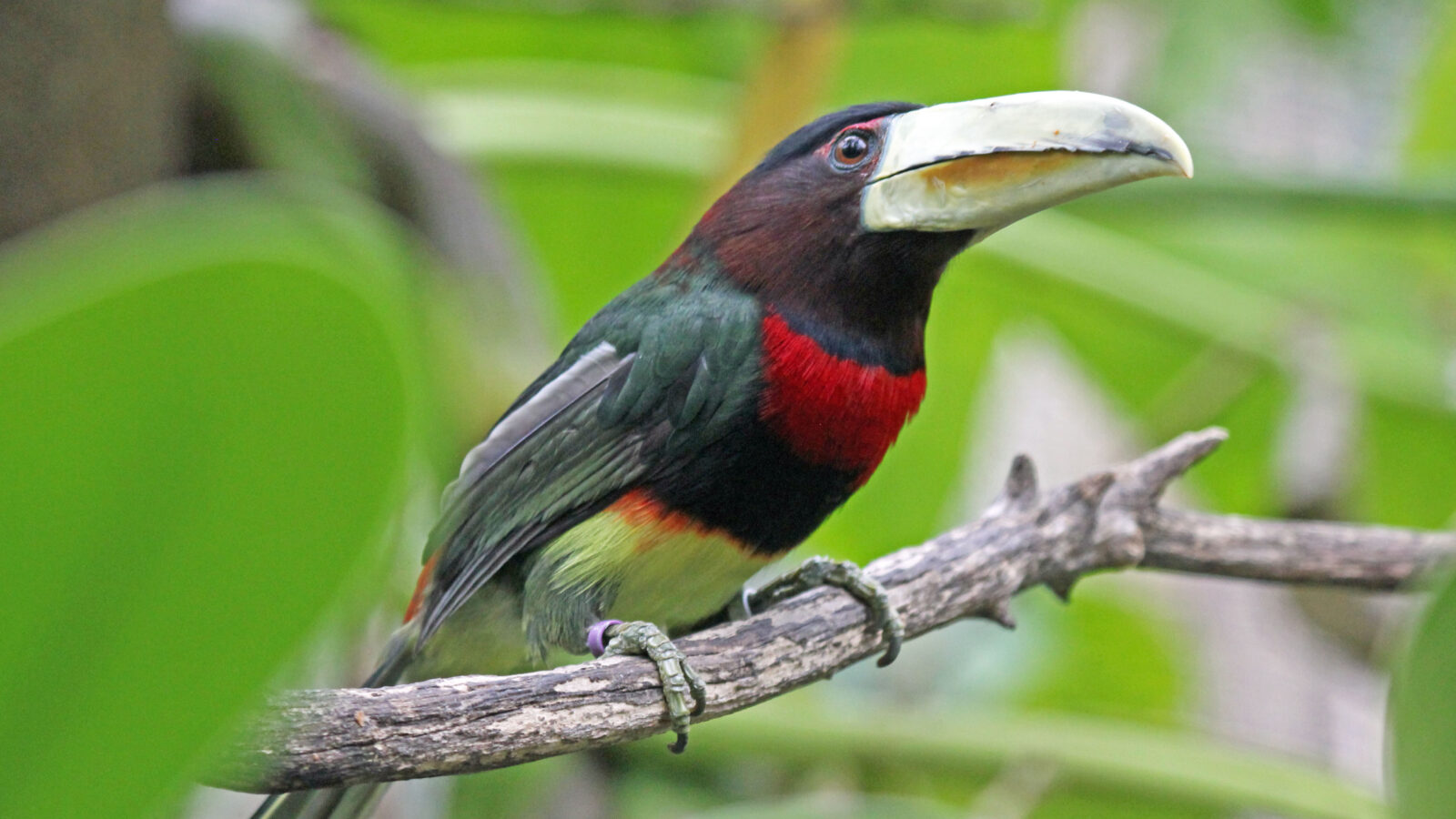 Ivory-billed Aracari