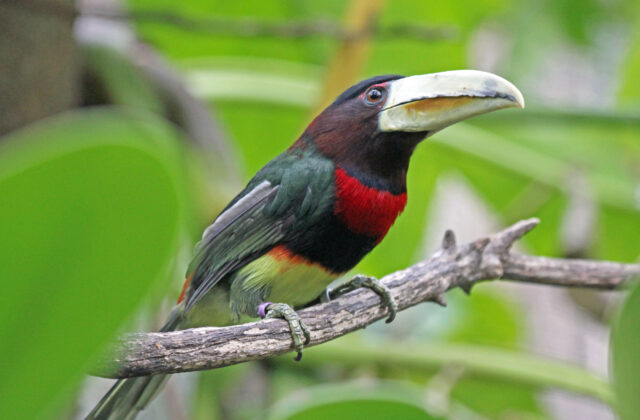 Ivory-billed Aracari