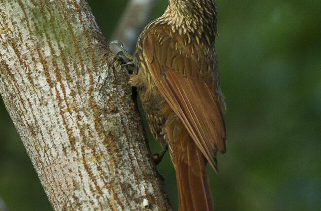 Ivory-billed Woodcreeper